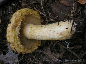 Lactarius_repraesentaneus_AYV_20150812_02.jpg