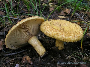 Lactarius_repraesentaneus_AYV_20150819_01.jpg