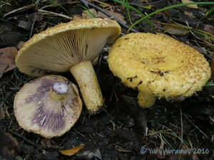 Lactarius_repraesentaneus_AYV_20150819_02.jpg