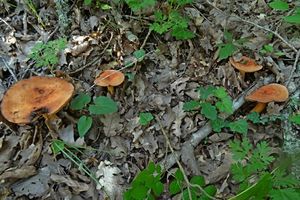 Lactarius_volemus_KSM_20160609.JPG