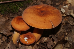 Lactarius_volemus_PSA_20160614-01.jpg