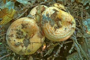 Lactarius_zonarius_KSM_20160610.JPG