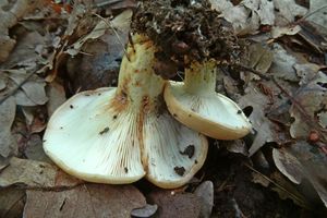 Lactarius_zonarius_KSM_20160610_02.JPG