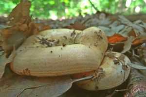 Lactarius_zonarius_KSM_20160616_01.JPG