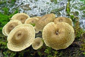 Lentinus_tigrinus_KSM_20150515_01.JPG