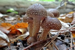 Pholiota_terrestris_KSM_20161007_04.JPG