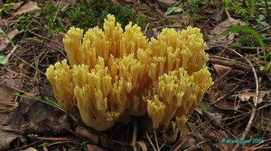 Ramaria_obtusissima_KYI_20160808_01.jpg