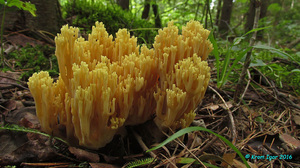 Ramaria_obtusissima_KYI_20160808_02.jpg