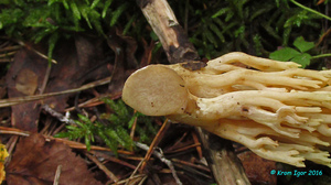 Ramaria_obtusissima_KYI_20160808_04.jpg