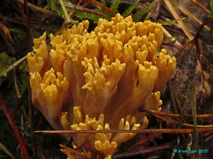 Ramaria_testaceo-flava_KYI_20150804_06.jpg