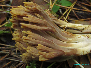 Ramaria_testaceo-flava_KYI_20150811_23.jpg