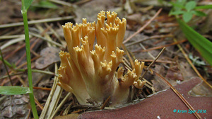 Ramaria_testaceo-flava_KYI_20160723_02.jpg