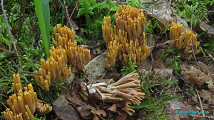 Ramaria_testaceo-flava_KYI_20160806_15.jpg