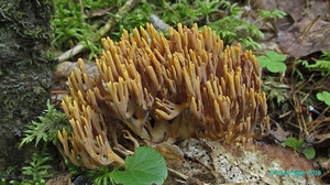 Ramaria_testaceo-flava_KYI_20160806_18.jpg