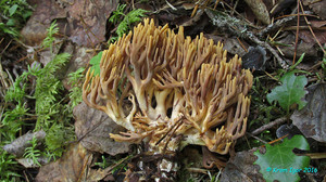 Ramaria_testaceo-flava_KYI_20160806_19.jpg