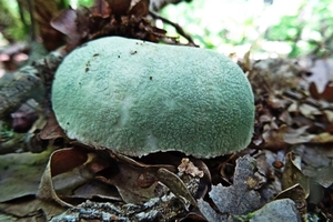 Russula_virescens_KSM_20160612.jpg