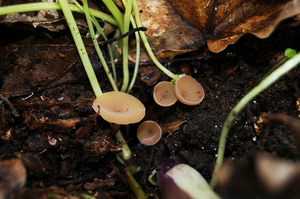 Stromatinia_rapulum_20150321-01.jpg