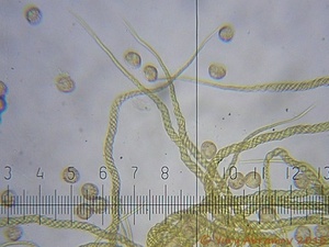 Trichia_decipiens_AYV_20111106_02.jpg