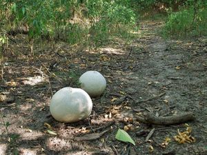 Головач гигантский Langermannia gigantea (28).jpg