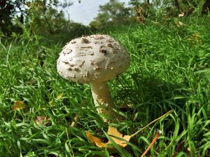 Мухомор Виттадини Amanita Vittadinii (31).jpg