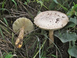 Мухомор Виттадини Amanita Vittadinii (4).jpg