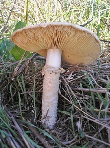 Мухомор Виттадини Amanita Vittadinii (9).jpg