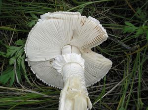 Мухомор Виттадини Amanita Vittadinii (3).jpg