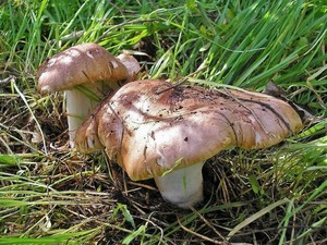 Рядовка тополевая Tricholoma populinum (9).jpg