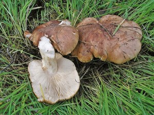 Рядовка тополевая Tricholoma populinum (11).jpg