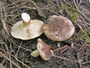 Рядовка тополевая Tricholoma populinum (18).JPG