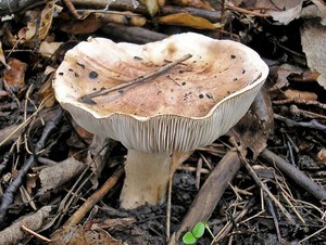 Рядовка тополевая Tricholoma populinum (1).jpg