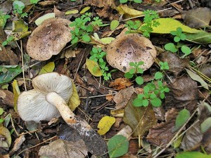 Рядовка тополевая Tricholoma populinum (8).jpg