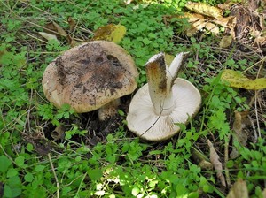 Рядовка тополевая Tricholoma populinum (6).jpg