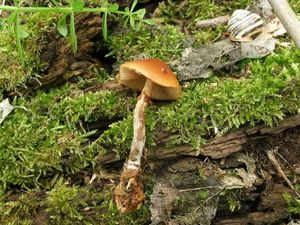 Галерина окаймлённая Galerina marginata (10).jpg