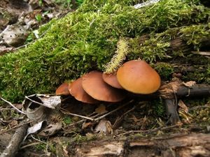 Галерина окаймлённая Galerina marginata (11).jpg