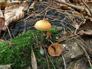 Галерина окаймлённая Galerina marginata.jpg