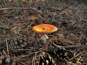 Мухомор красный Amanita muscaria (17).JPG