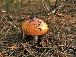 Мухомор красный Amanita muscaria (21).JPG