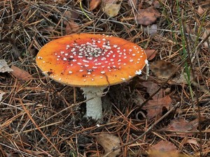 Мухомор красный Amanita muscaria (15).jpg