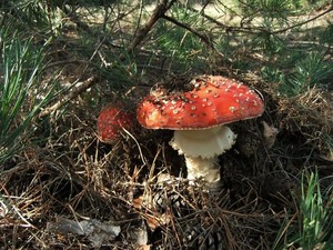 Мухомор красный Amanita muscaria (11).jpg