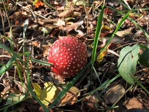 Мухомор красный Amanita muscaria (8).jpg