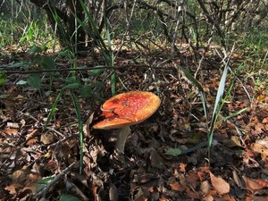 Мухомор красный Amanita muscaria (16).jpg