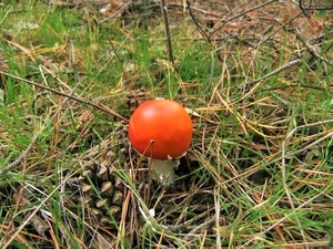 Мухомор красный Amanita muscaria (28).JPG