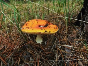 Мухомор красный Amanita muscaria (26).JPG