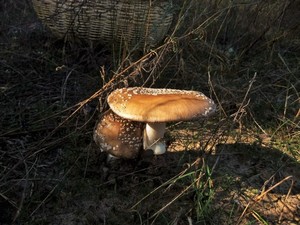 Мухомор пантерный Amanita pantherina (15).JPG