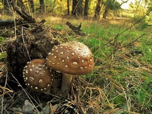 Мухомор пантерный Amanita pantherina (16).JPG