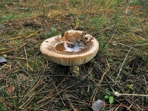 Мухомор пантерный Amanita pantherina (18).JPG