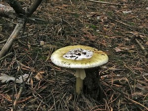 Бледная поганка Amanita phalloides (6).JPG