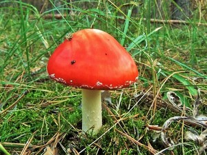 Мухомор красный Amanita muscaria (18).JPG