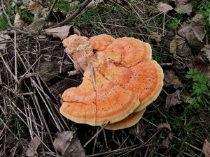 Трутовик серно-жёлтый Laetiporus sulphureus (11).jpg